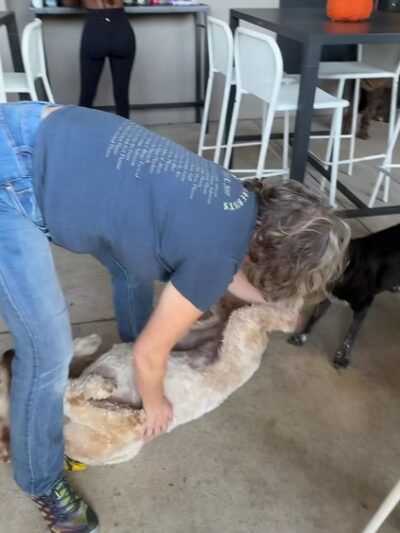 Barkside Detroit - Detroit, MI