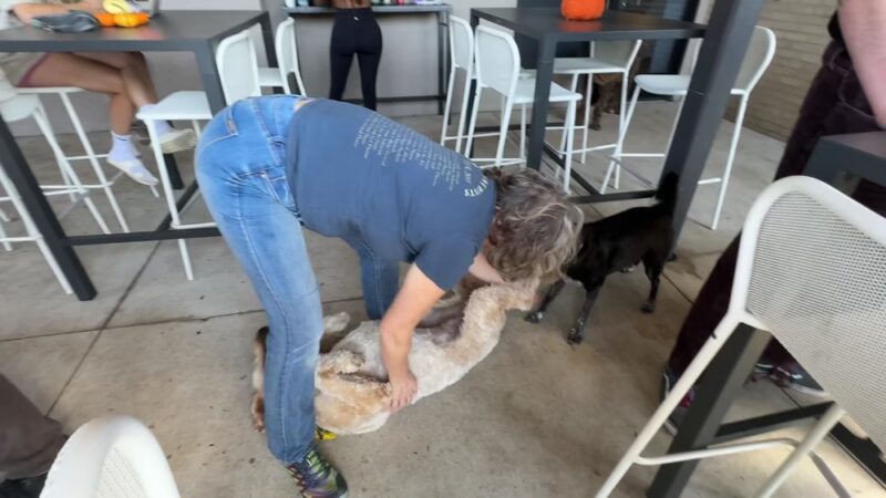 Barkside Detroit - Detroit, MI