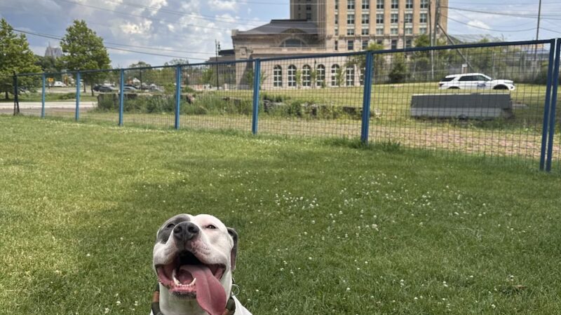 Detroit Dog Park - Detroit, MI