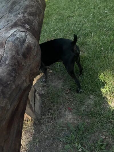 Detroit Dog Park - Detroit, MI