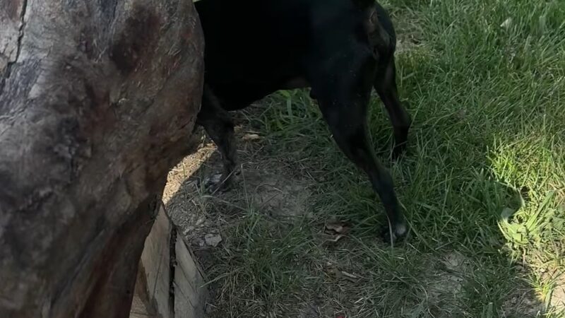 Detroit Dog Park - Detroit, MI