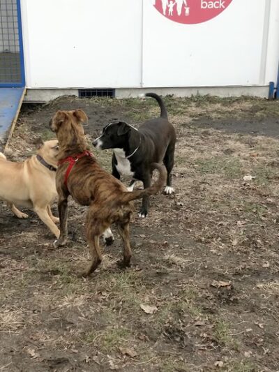 Detroit Dog Park - Detroit, MI