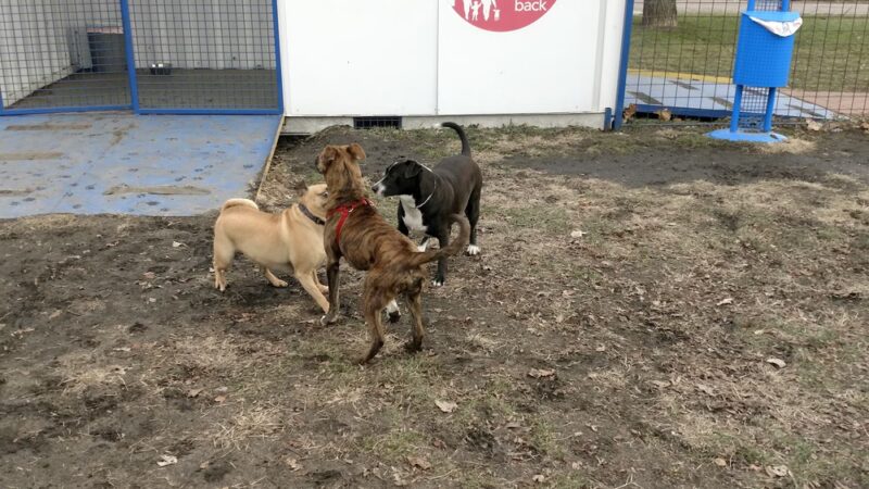 Detroit Dog Park - Detroit, MI