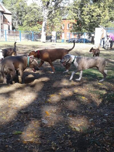 Detroit Dog Park - Detroit, MI
