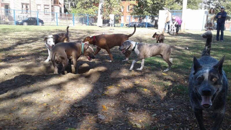 Detroit Dog Park - Detroit, MI