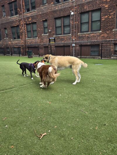 Midtown Dog Park - Detroit, MI