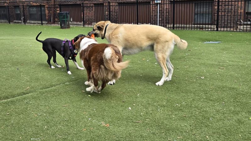 Midtown Dog Park - Detroit, MI