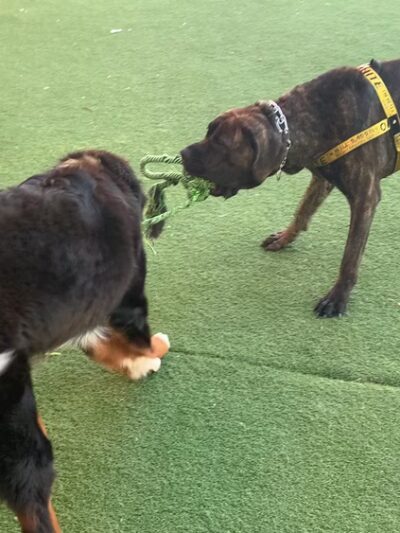 Midtown Dog Park - Detroit, MI