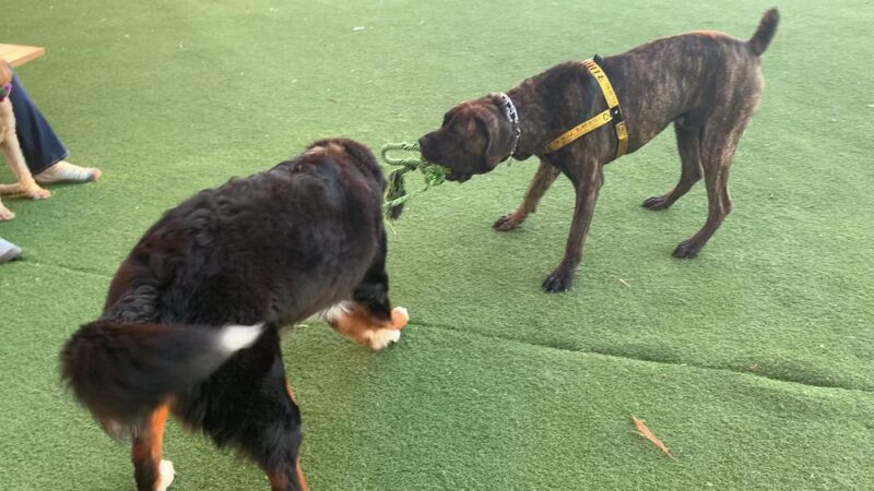 Midtown Dog Park - Detroit, MI