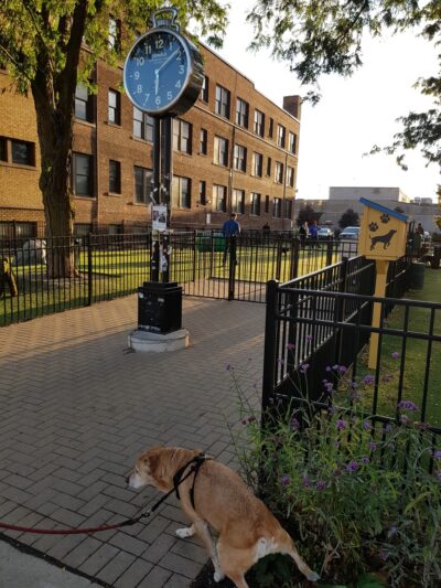 Midtown Dog Park - Detroit, MI