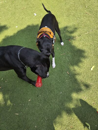 Midtown Dog Park - Detroit, MI