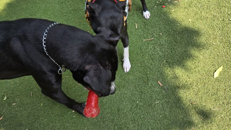 Midtown Dog Park - Detroit, MI
