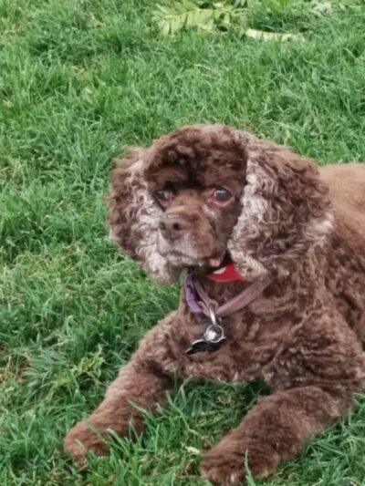 Midtown Dog Park - Detroit, MI