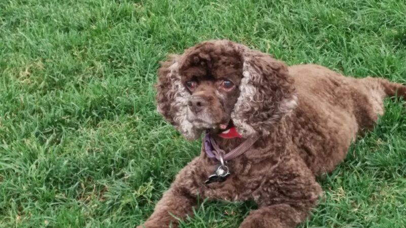 Midtown Dog Park - Detroit, MI