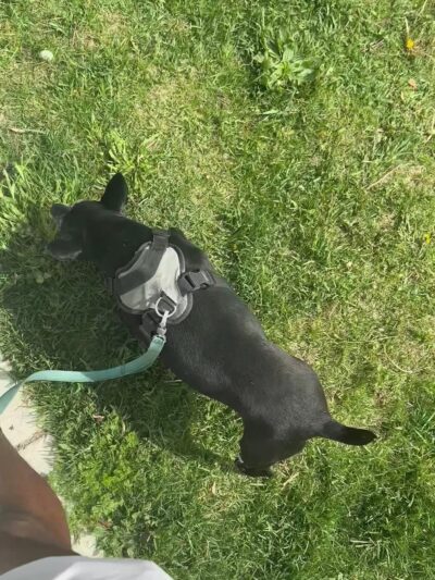 Palmer Dog Park - Detroit, MI