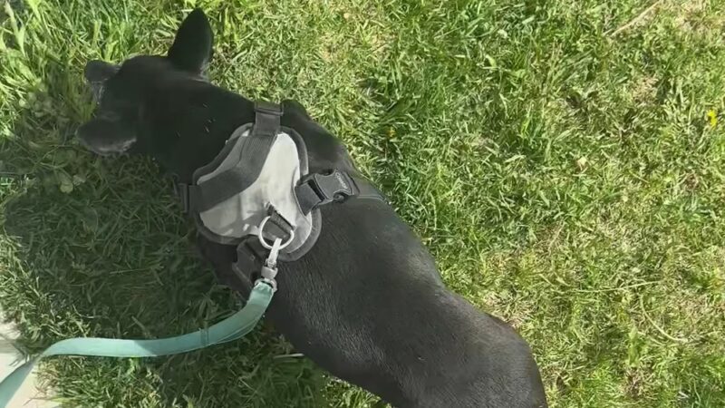 Palmer Dog Park - Detroit, MI