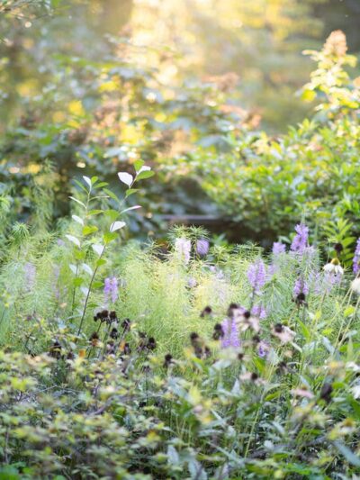 Jenkins Arboretum & Gardens - Devon, PA