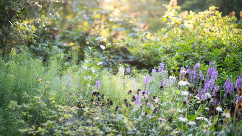 Jenkins Arboretum & Gardens - Devon, PA