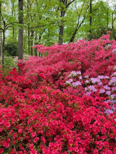 Jenkins Arboretum & Gardens - Devon, PA