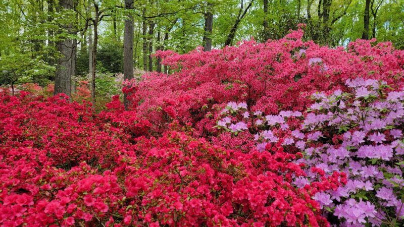 Jenkins Arboretum & Gardens - Devon, PA