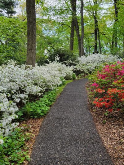 Jenkins Arboretum & Gardens - Devon, PA