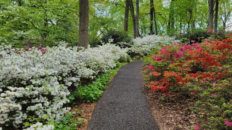 Jenkins Arboretum & Gardens - Devon, PA