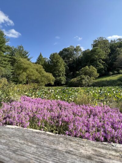 Jenkins Arboretum & Gardens - Devon, PA