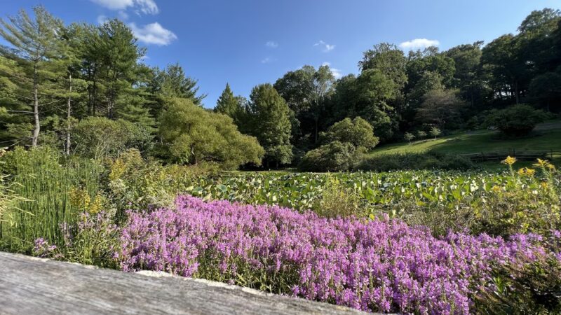 Jenkins Arboretum & Gardens - Devon, PA