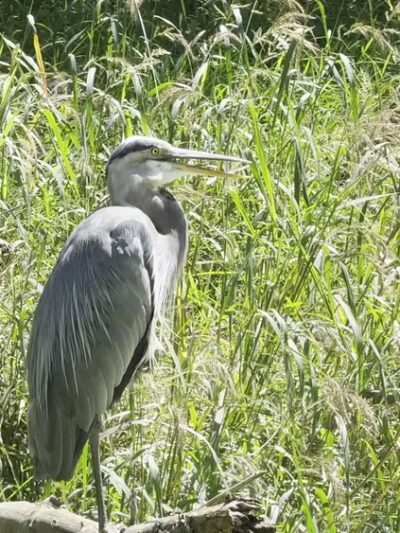 Dickerson Conservation Park - Dickerson, MD