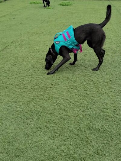 Canine Spa Dog Swimming - Dillsburg, PA