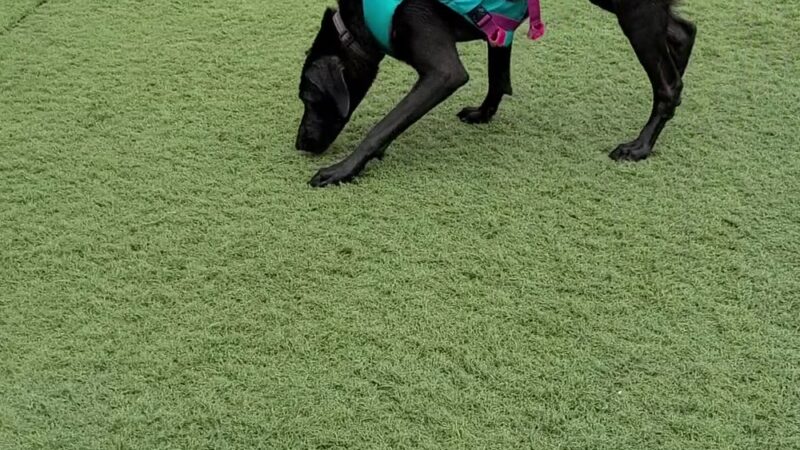 Canine Spa Dog Swimming - Dillsburg, PA