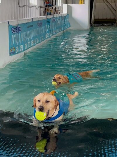 Canine Spa Dog Swimming - Dillsburg, PA