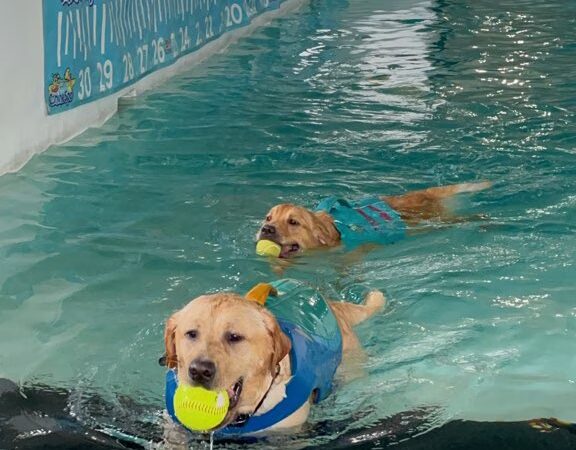 Canine Spa Dog Swimming - Dillsburg, PA