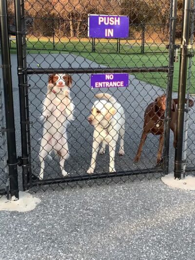Canine Spa Dog Swimming - Dillsburg, PA
