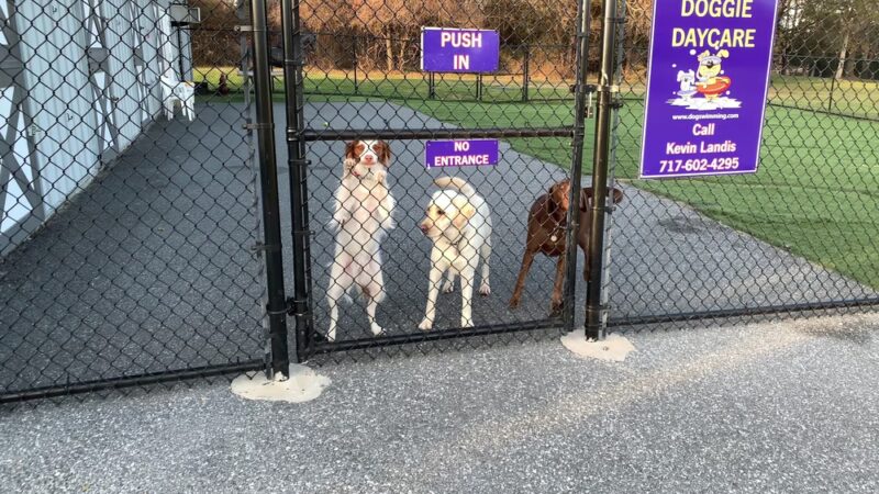 Canine Spa Dog Swimming - Dillsburg, PA