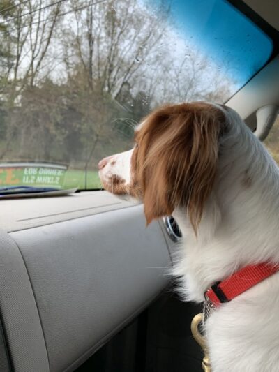 Canine Spa Dog Swimming - Dillsburg, PA