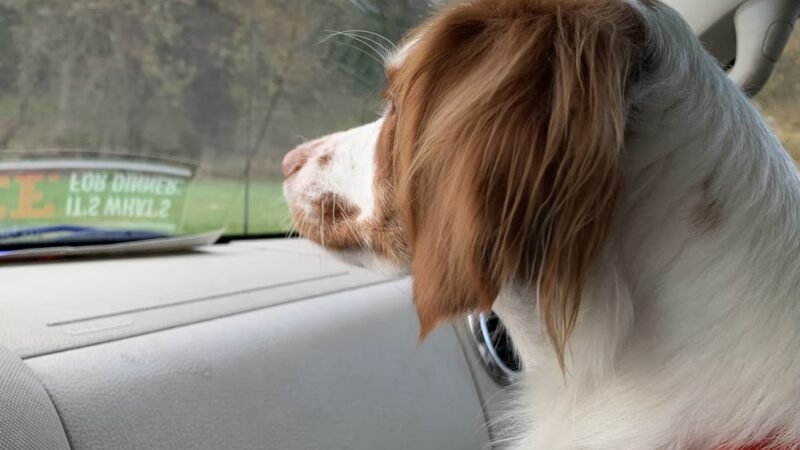 Canine Spa Dog Swimming - Dillsburg, PA