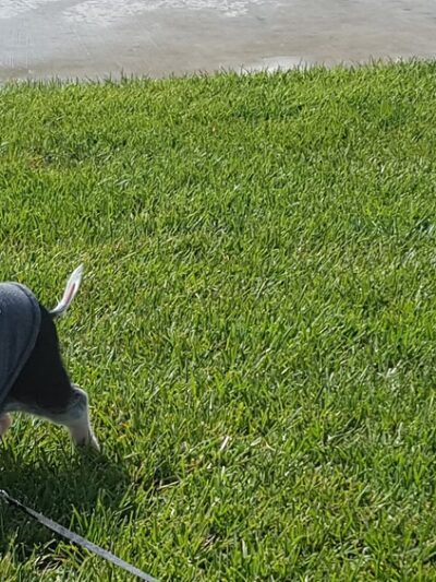 Ravenswood park - Discovery Bay, CA