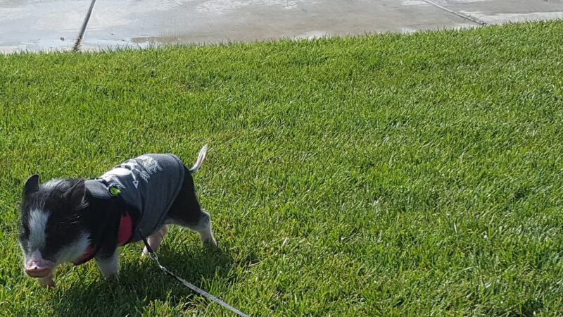 Ravenswood park - Discovery Bay, CA