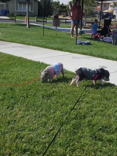 Ravenswood park - Discovery Bay, CA