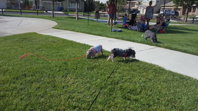 Ravenswood park - Discovery Bay, CA