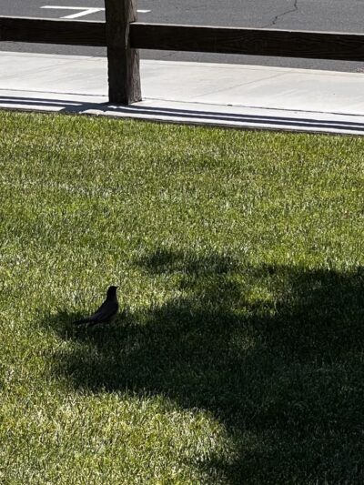 Ravenswood park - Discovery Bay, CA