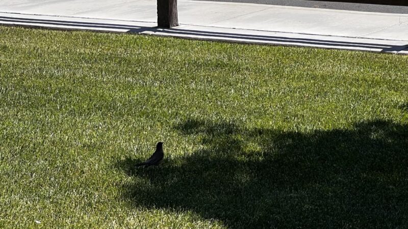 Ravenswood park - Discovery Bay, CA