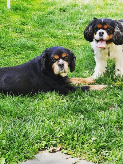 Dobbs Ferry Animal Hospital - Dobbs Ferry, NY