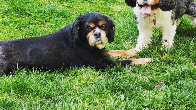 Dobbs Ferry Animal Hospital - Dobbs Ferry, NY