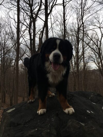 Dobbs Ferry Animal Hospital - Dobbs Ferry, NY