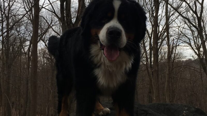 Dobbs Ferry Animal Hospital - Dobbs Ferry, NY