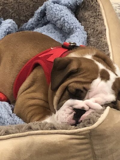 Dobbs Ferry Animal Hospital - Dobbs Ferry, NY