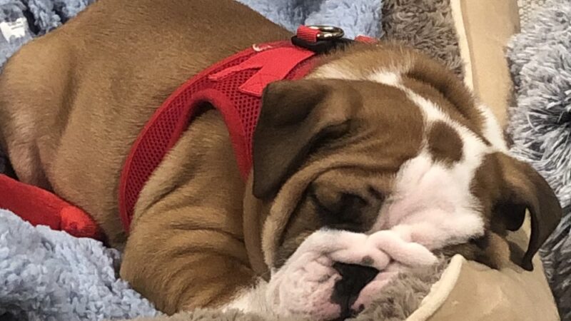 Dobbs Ferry Animal Hospital - Dobbs Ferry, NY