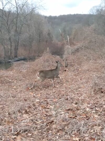 Juhring Nature Preserve - Dobbs Ferry, NY